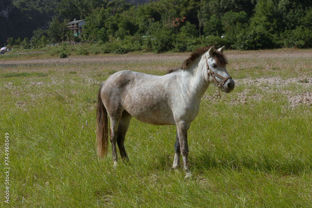 Fototapeta premium A horse on the grass beside the Li River