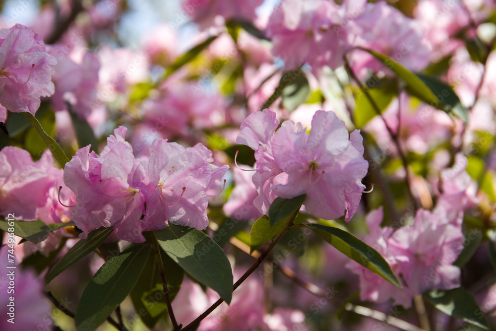 Spring blossom. A lush pink rhododendron bush is blooming. Natural floral background. flowers close up nature spring background. floral background lush fresh azalea flowers. Beautiful Rhododendron. Spring blossom. A lush pink rhododendron bush is blooming. Natural floral background. flowers close up nature spring background. floral background lush fresh azalea flowers. Beautiful Rhododendron.