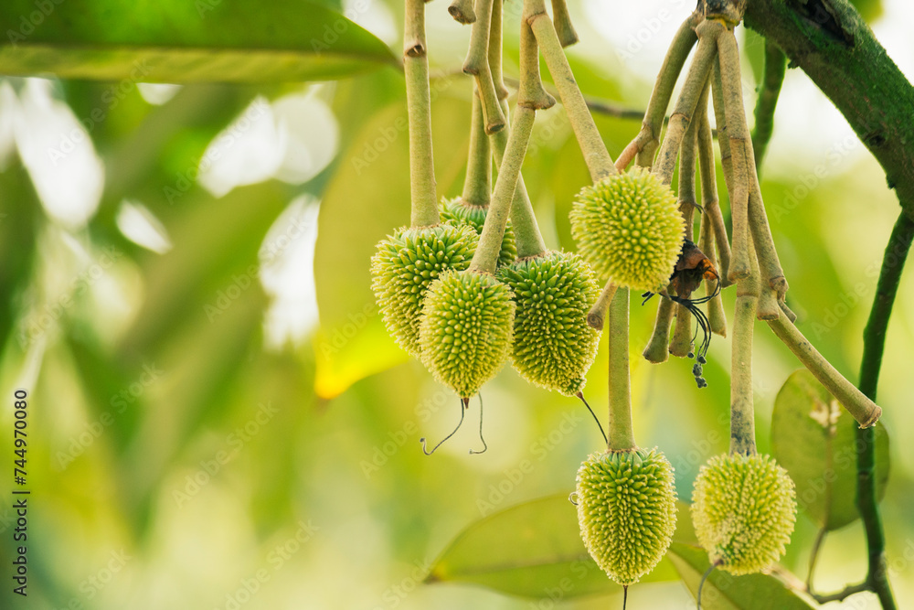 Several young durian fruits hanging from the branches Several young durian fruits hanging from the branches