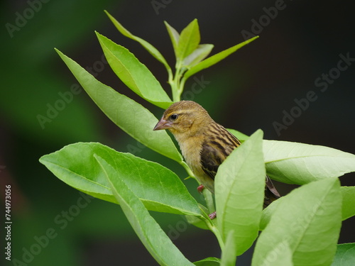 Cute yellow bird perching on leafy branch
