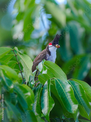 Red Whiskered Bulbul bird holding palm tree seed in its beak in natural environment