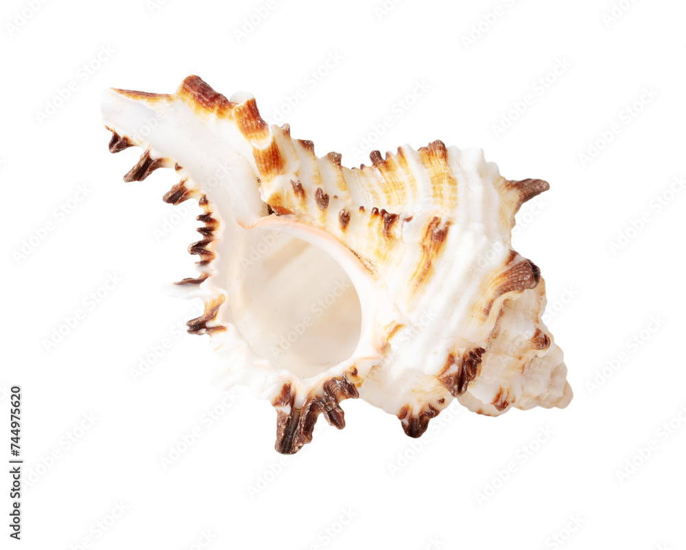 Sea shell isolated on white background. Close-up Sea shell isolated on white background. Close-up