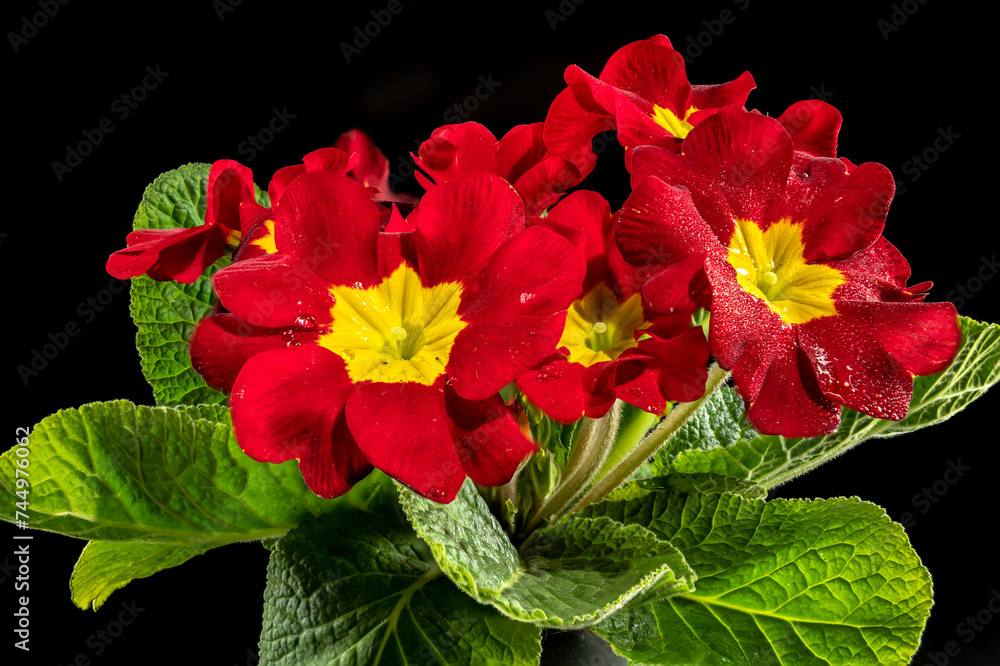 Primula Lopen red flowers on a black background Primula Lopen red flowers on a black background