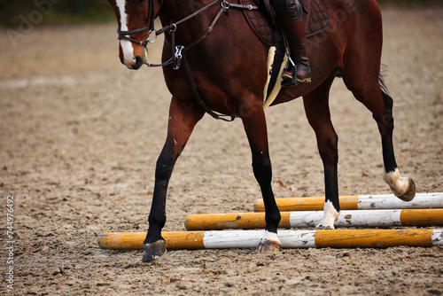 Horse with rider on the riding arena doing ground work with trotting poles. photo