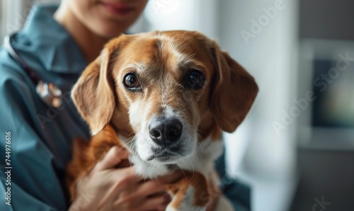 Vet holds a beagle dog in a vet clinic. Close up of pet in a clinic. Pet heath care and veterinary concept. 