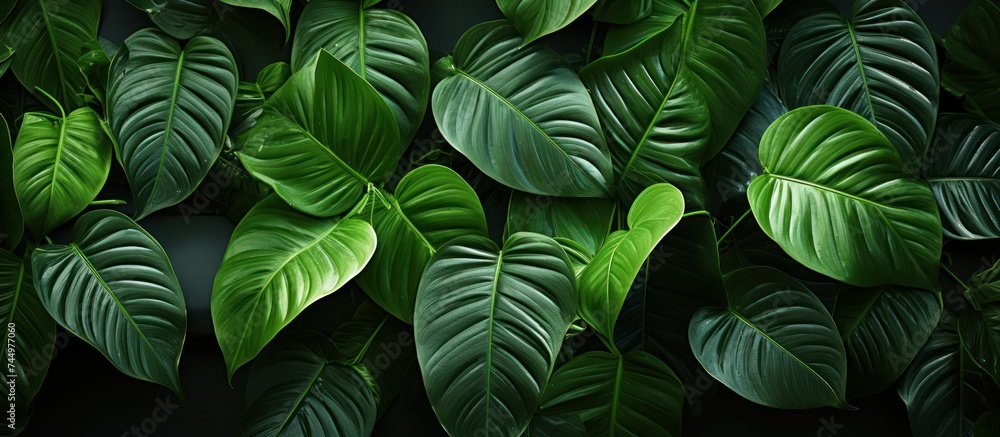 closeup of green leaves in the background. Flat lay, tropical leaf nature concept