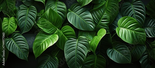 closeup of green leaves in the background. Flat lay  tropical leaf nature concept