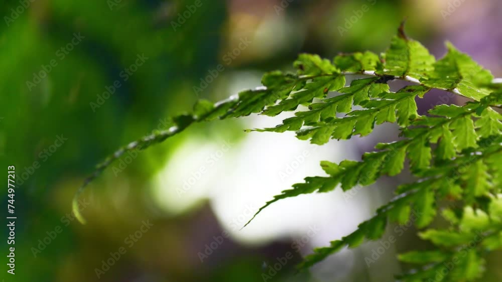 Macro close up of fresh green fern leaves moving in the wind in the rain forest, Fresh green spring background Macro close up of fresh green fern leaves moving in the wind in the rain forest, Fresh green spring background