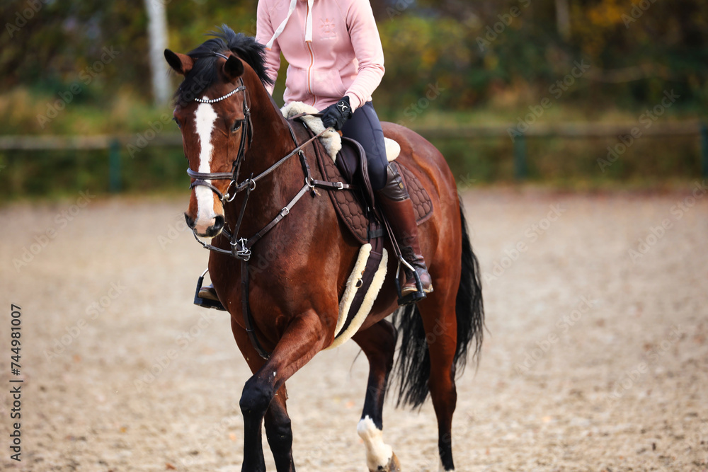 Horse with rider on the riding arena doing ground work with trotting poles. Horse with rider on the riding arena doing ground work with trotting poles.