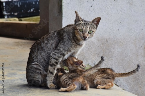 Cat feeding kittens