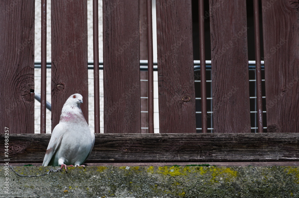 Fototapeta premium Albino bird Columba livia aka pigeon (rock or domestic) on the balcony in residential area.