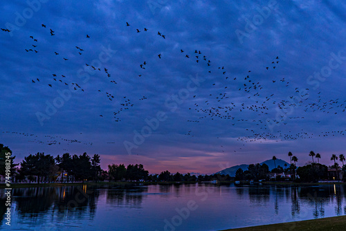 The Canada geese arrive at the lake at sunset in Scottsdale, Arizona