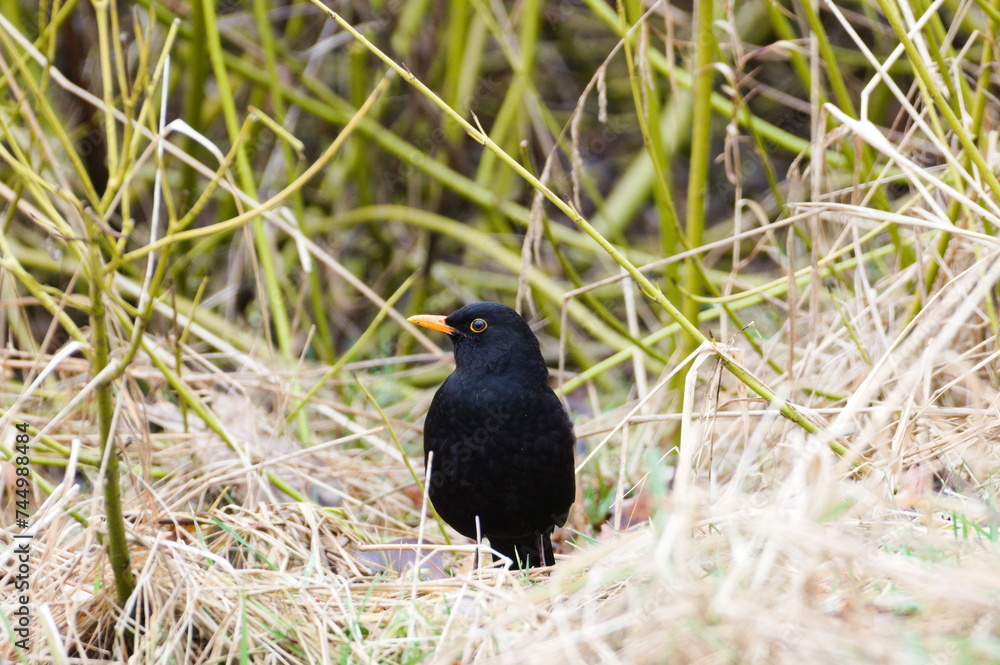 Obraz premium Eurasian blackbird aka The common blackbird or Turdus merula is searching food on the ground.