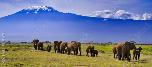 Photography A Classic African scene - Elephants on the move in the afternoon under the vast