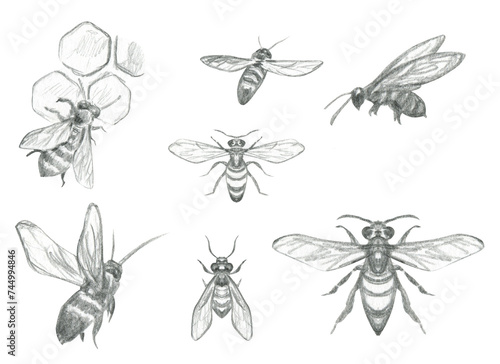 Wooden hives Hand drawn sketch beekeeping honey bees © Lyubov
