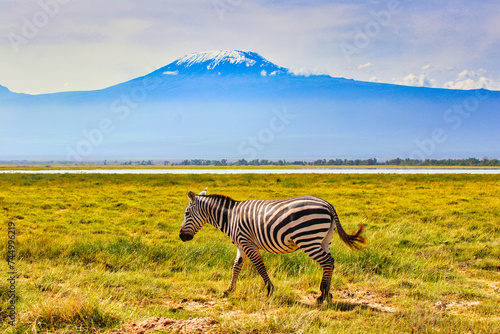 Postcards from Africa - A lone Zebra moves through the grassy plains under the imposing Mount Kilimanjaro at Amboseli National Park  Kenya