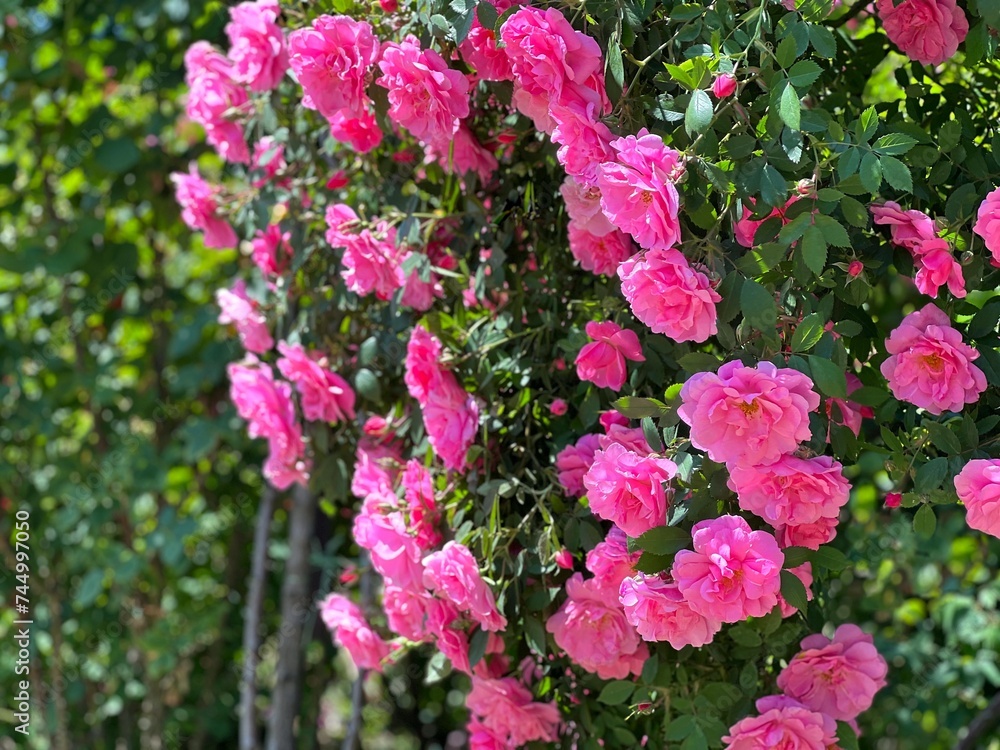 Rose bush with beautiful pink flowers in garden.