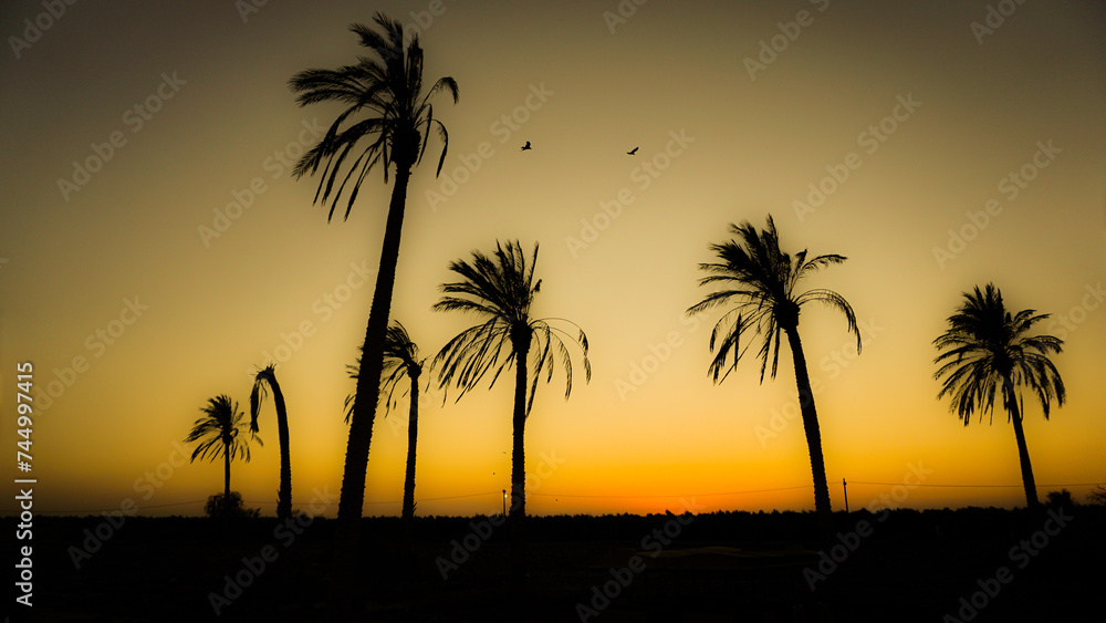 Brilliant sunset with date palm tree