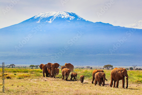 Picture perfect scene of an Elephant Herd moving through Amboseli's savanna grasslands under the shadow of Mount Kilimanjaro at Amboseli National Park, Kenya © InnerPeace