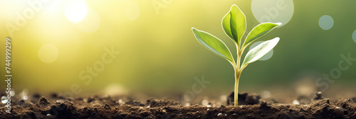 Young Plant Growing. Carefully Nurtured with Morning Sunlight and Raindrops, Green Bokeh Background