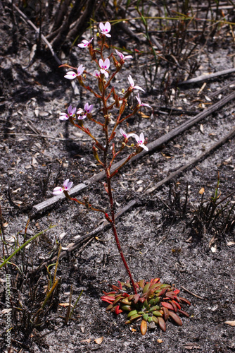 Flowering bronze-leaved triggerplant (Stylidum assimile), in natural habitat, southwest Western Australia photo