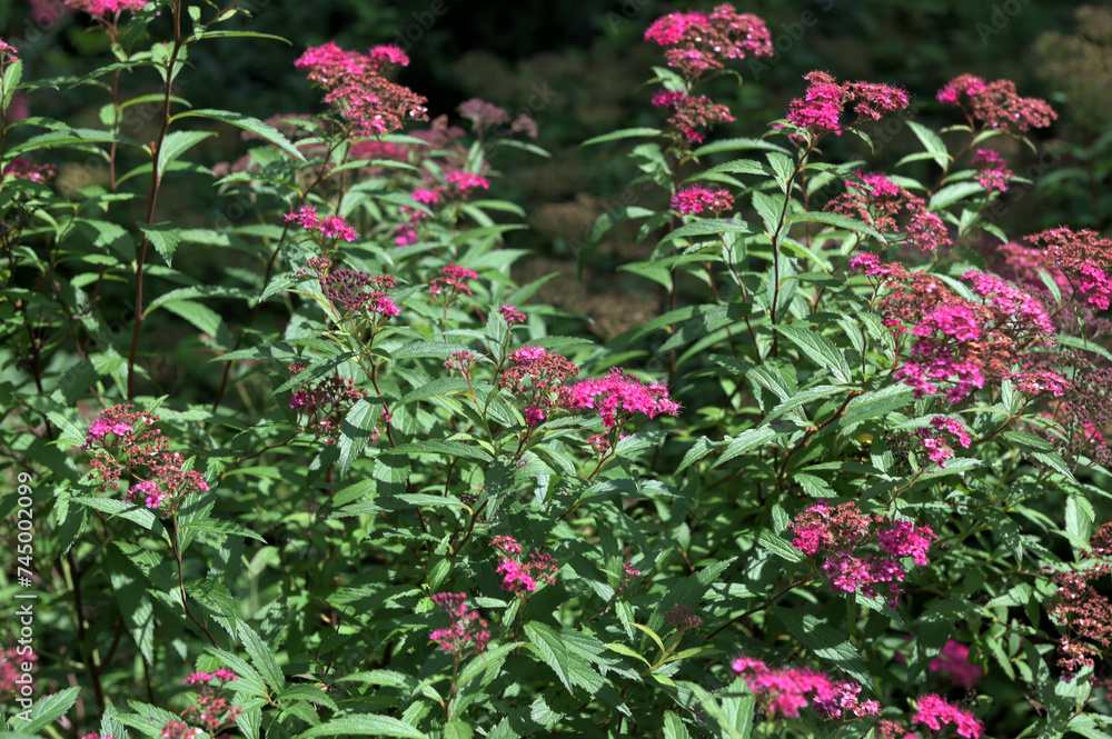 Flowering japanese meadowsweet or Japanese spiraea Shirobana (Spiraea japonica) Flowering japanese meadowsweet or Japanese spiraea Shirobana (Spiraea japonica)