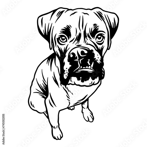 Funny Boxer - Dog Breed, Funny dog Vector File, detailed vector