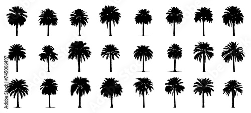 silhouette of date palm tree. photo