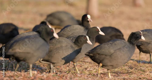 Coots on a winter day at the park lake in Bucharest, Romania