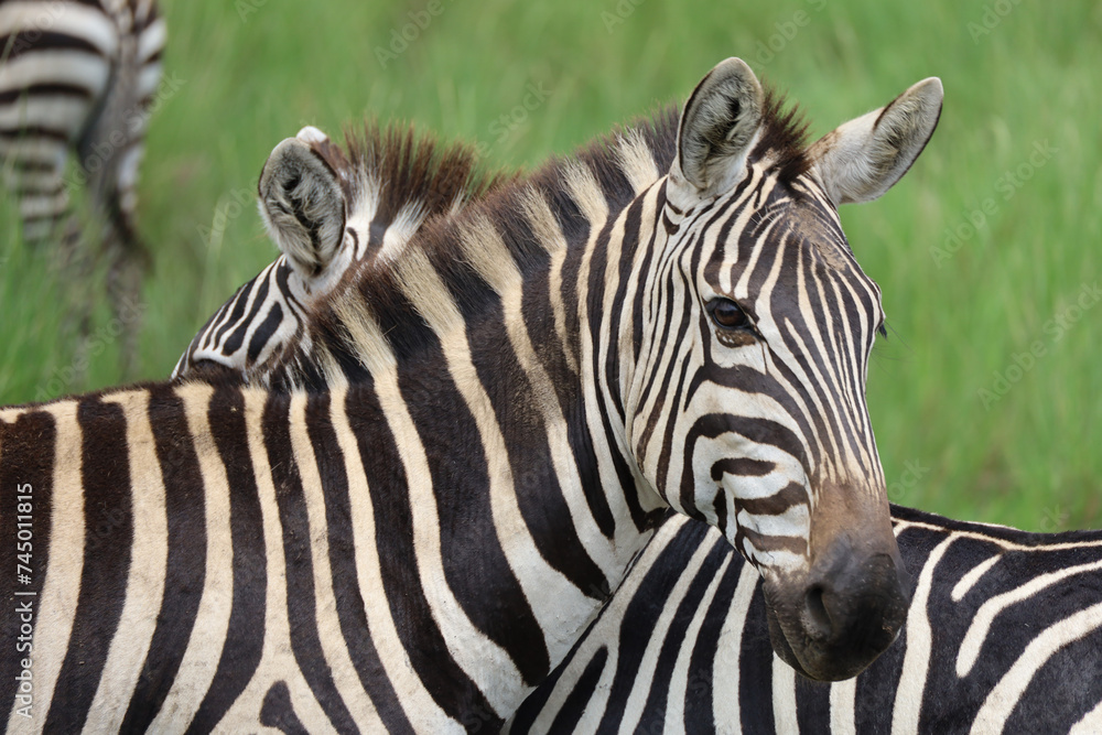 zebra zebra