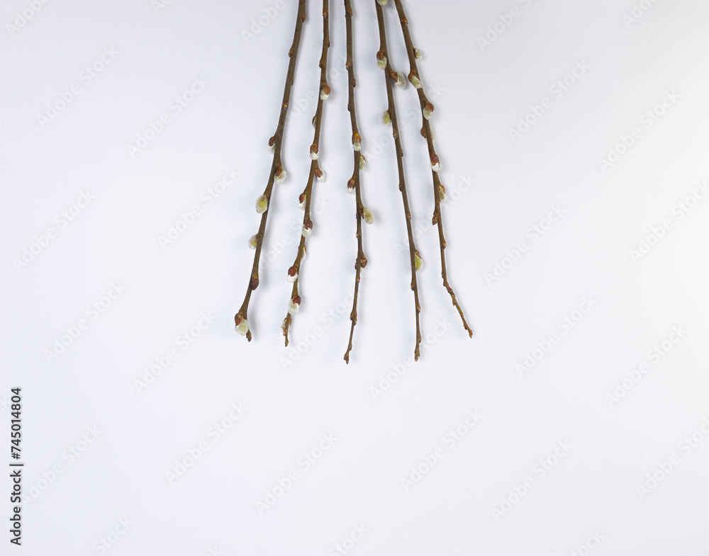 Top view of pussy willow branches on white background. Spring easter composition, copy space, flat lay. Top view of pussy willow branches on white background. Spring easter composition, copy space, flat lay.