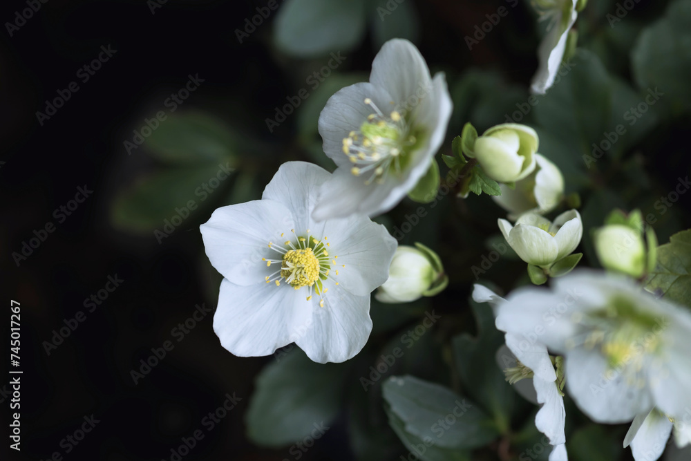 Klare weiße Blüten der Schneerose, Christrose oder Schwarze Nieswurz Klare weiße Blüten der Schneerose, Christrose oder Schwarze Nieswurz