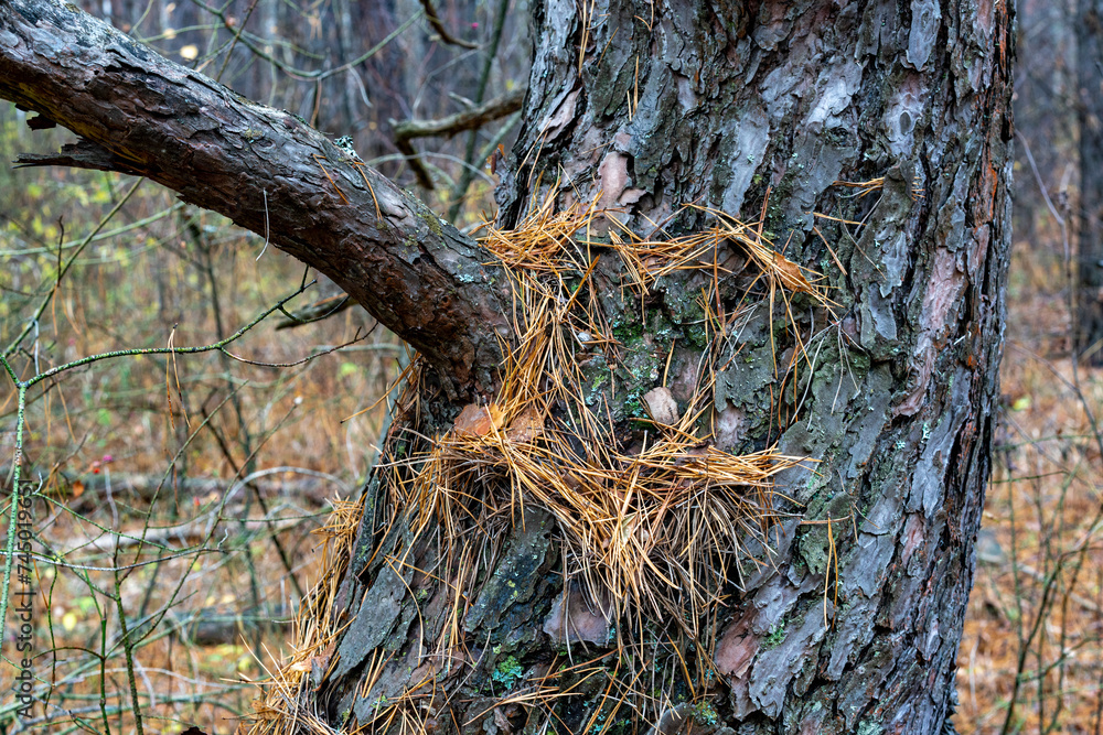 Different tree bark structure in the forest. Different tree bark structure in the forest.