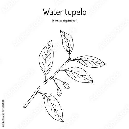 Water Tupelo, or wild olive (Nyssa aquatica), edible plant