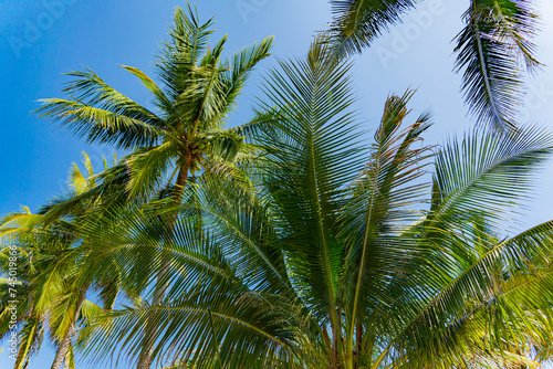 Palm trees. Coconut palms along the seashore in Nha Trang  Vietnam.