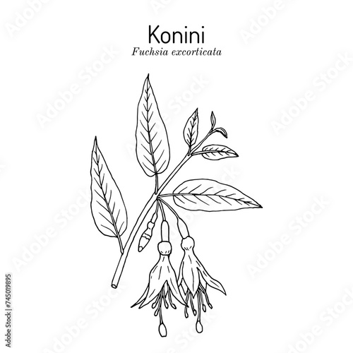 Konini, or New Zealand fuchsia (Fuchsia excorticata), edible and ornamental plant