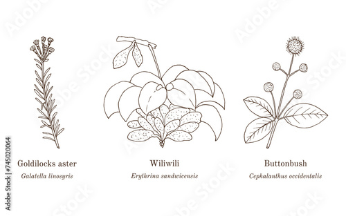 Collection of edible and medicinal plants