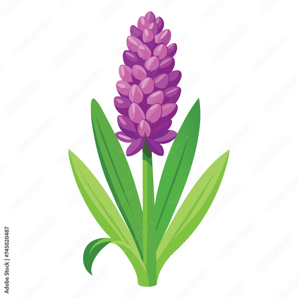 Vector of illustration hyacinth on white