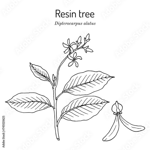 Resin tree (Dipterocarpus alatus), medicinal plant