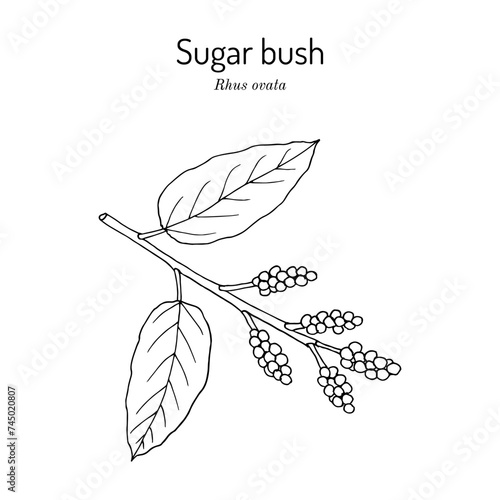 Sugar bush or sugar sumac (Rhus ovata), edible and medicinal plant.