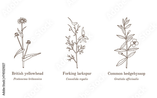 Collection of edible and medicinal plants