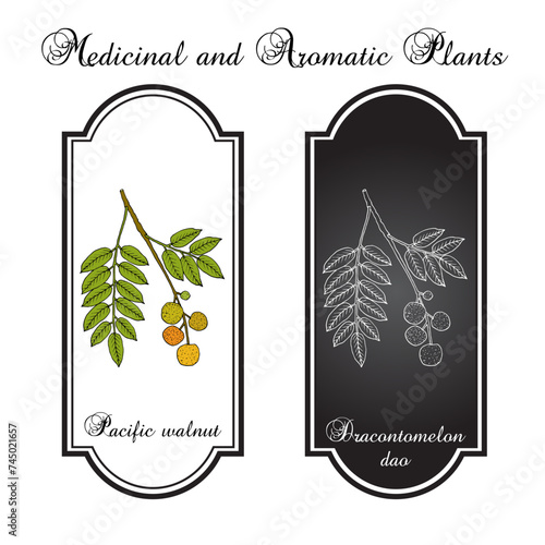 Pacific walnut, Lamyo, or Paldao (Dracontomelon dao), edible and medicinal plant