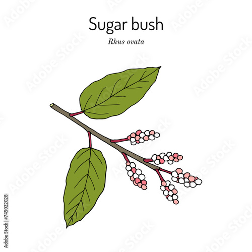 Sugar bush or sugar sumac (Rhus ovata), edible and medicinal plant.
