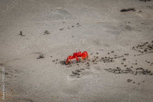 Red ghost crabs (Gecarcoidea natalis) running & sand digging , a Brachyura land crab or red crazy ant shellfish Gecarcinidae species that is endemic to near Kovalam beach, Tamilnadu, Indian Ocean.