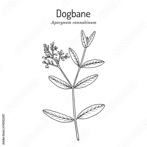 Dogbane, or Indian Hemp (Apocynum cannabinum), edible and medicinal plant