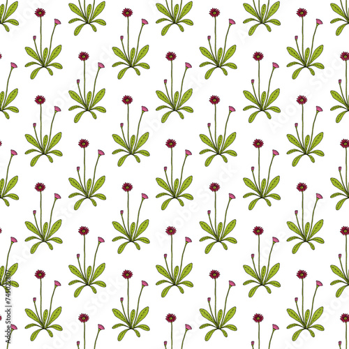 Seamless vector pattern with hand drawn english or lawn daisy