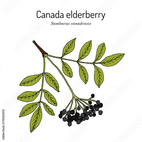 Canada elderberry (Sambucus canadensis), edible and medicinal plant.
