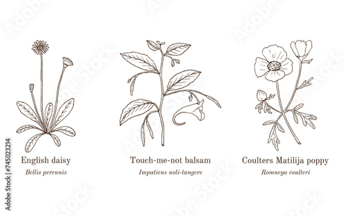 Collection of edible and medicinal plants