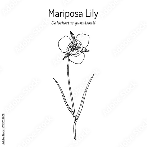 Mariposa Lily (Calochortus gunnisonii), edible and medicinal plant photo