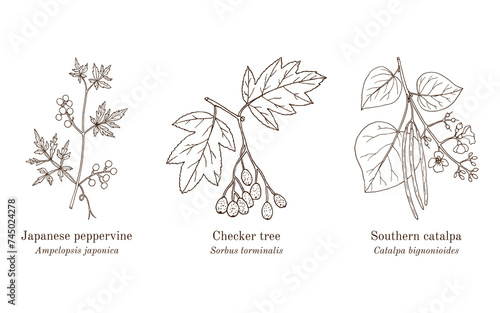 Collection of edible and medicinal plants